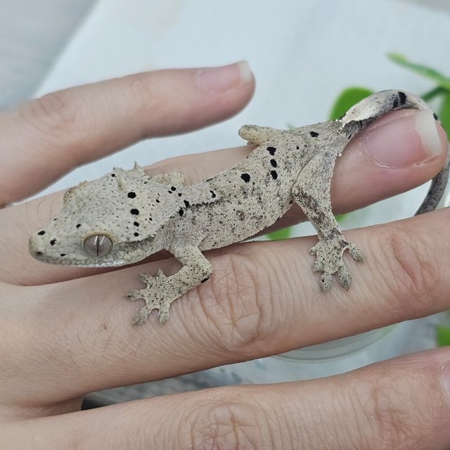 Dalmatian