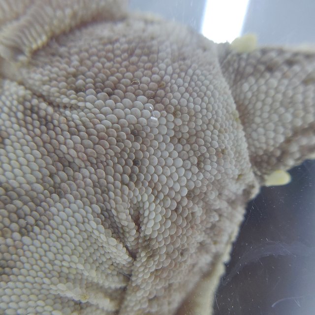 드리피 화이트스팟 화이트