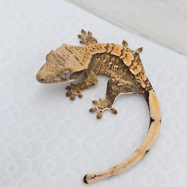 노멀 화이트스팟