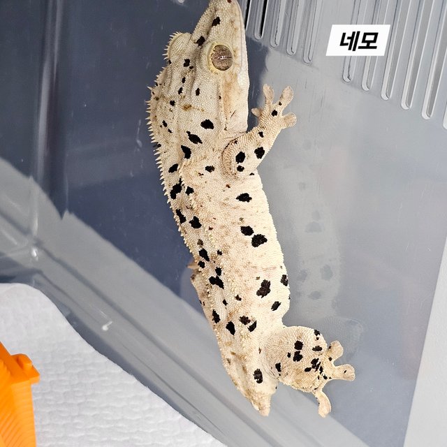 Super Dalmatian