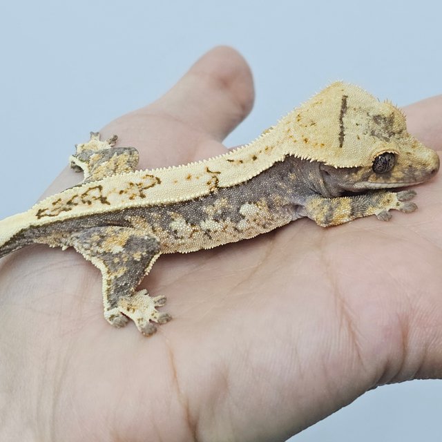 Quad Normal White Spot