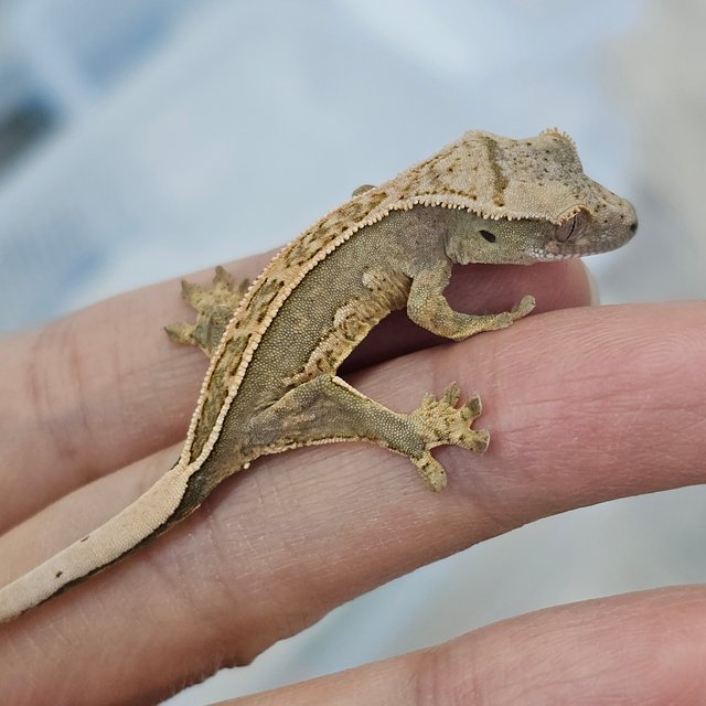Full Pinstripe Quad 100% Het Axanthic