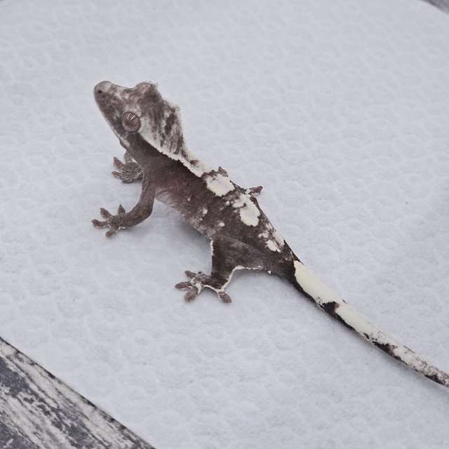 Axanthic