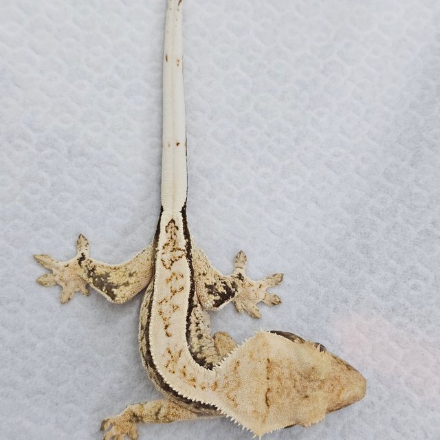 노멀 드리피 화이트스팟 쿼드 풀핀