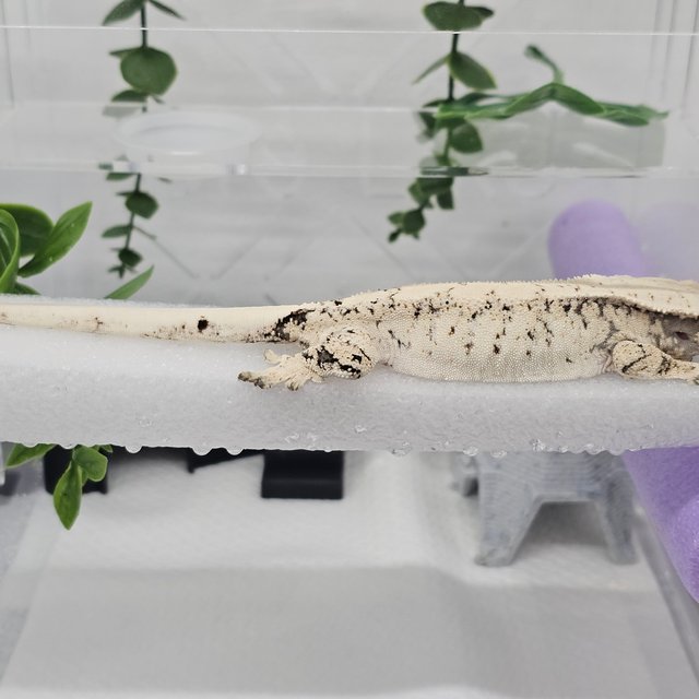 노멀 드리피 화이트스팟 화이트