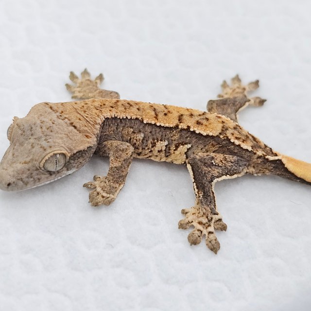 노멀 화이트스팟