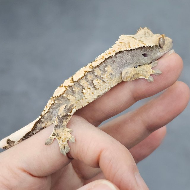 White Spot 100% Het Axanthic