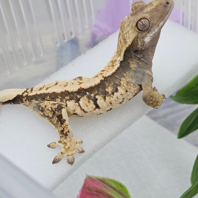 노멀 트라이 화이트스팟