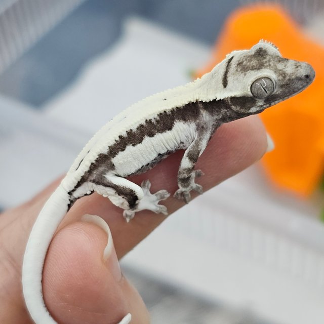 Lilly Axanthic