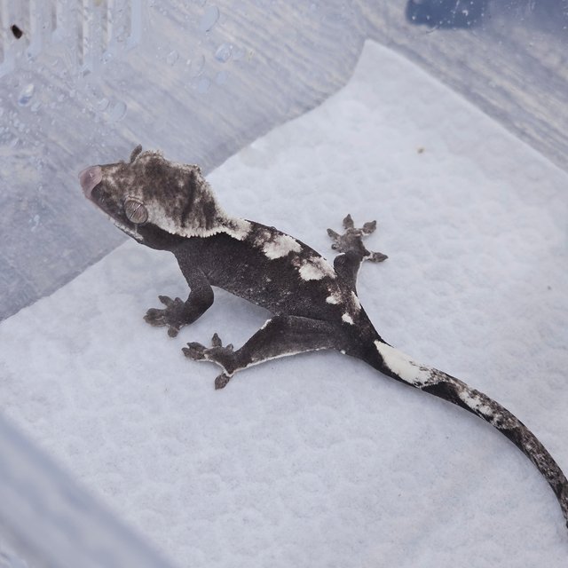 Axanthic