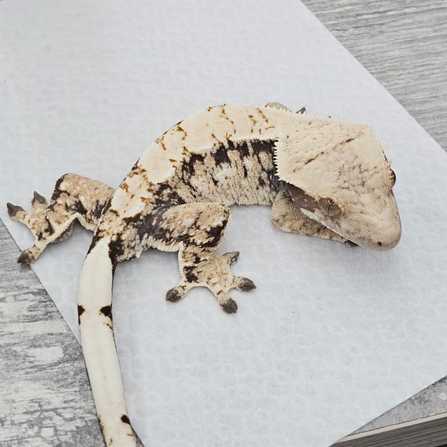 노멀 트라이 드리피 화이트스팟