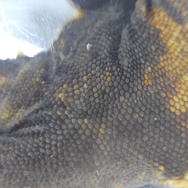 노멀 트라이 텐저린 화이트스팟