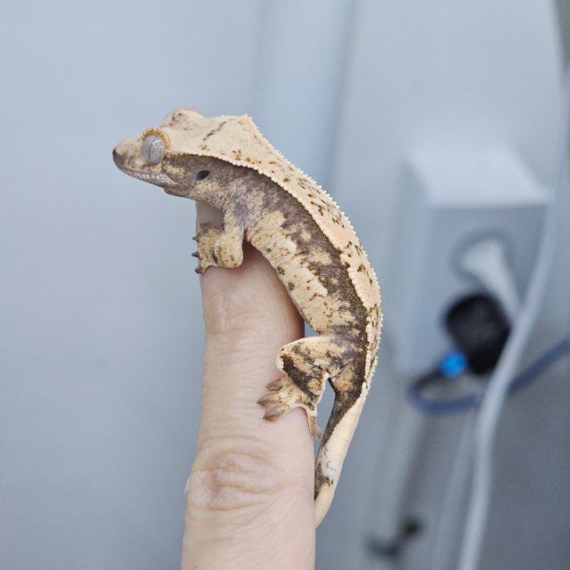 100% Het Axanthic