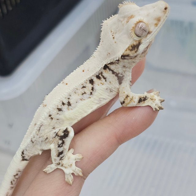 Lilly White