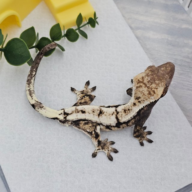 세이블 드리피 화이트포트홀