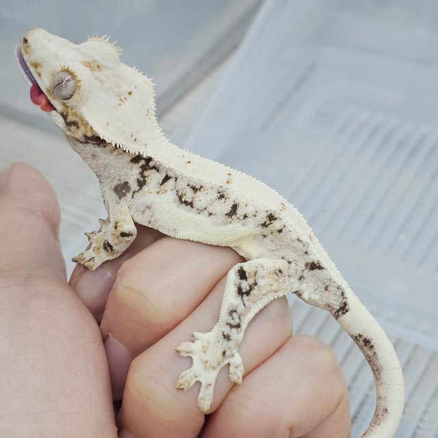 Lilly White