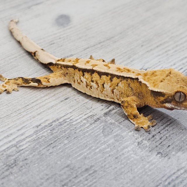 노멀 드리피 화이트스팟