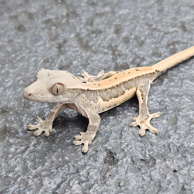 Lilly 100% Het Axanthic