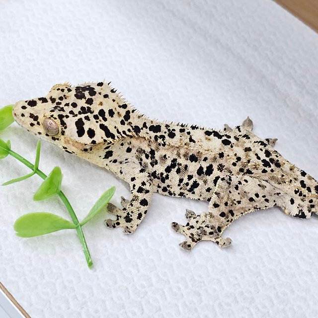 Super Dalmatian