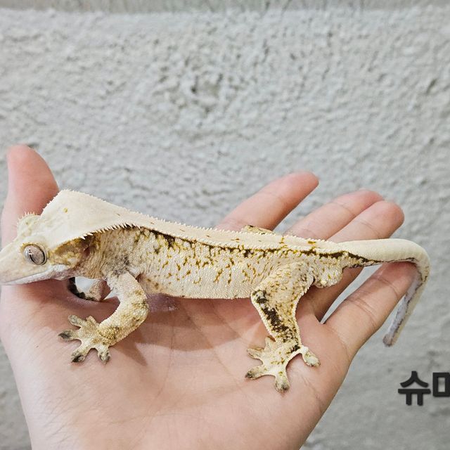 트라이 드리피 화이트스팟