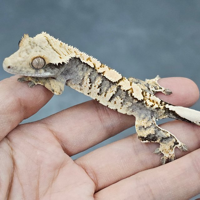 White Spot 100% Het Axanthic