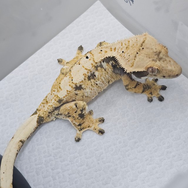 Normal Tri White Spot