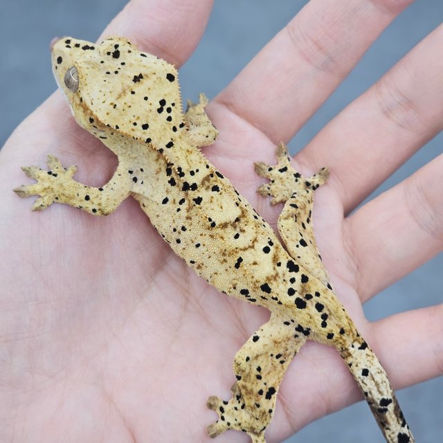 Dalmatian Super Dalmatian Yellow