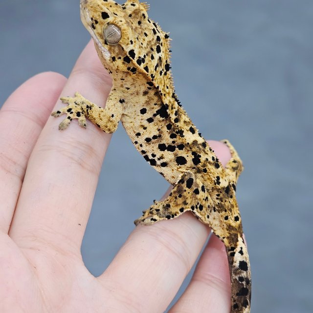 Super Dalmatian