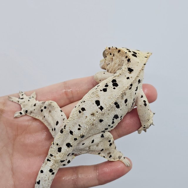 Super Dalmatian
