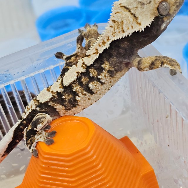 White Spot 100% Het Axanthic