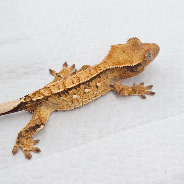 노멀 트라이 드리피 화이트스팟