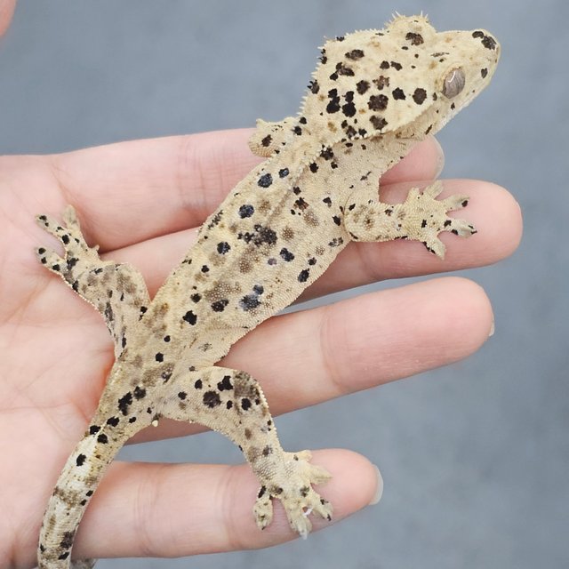Super Dalmatian