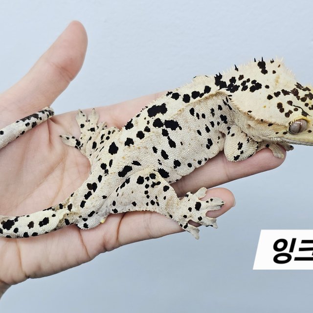 Super Dalmatian