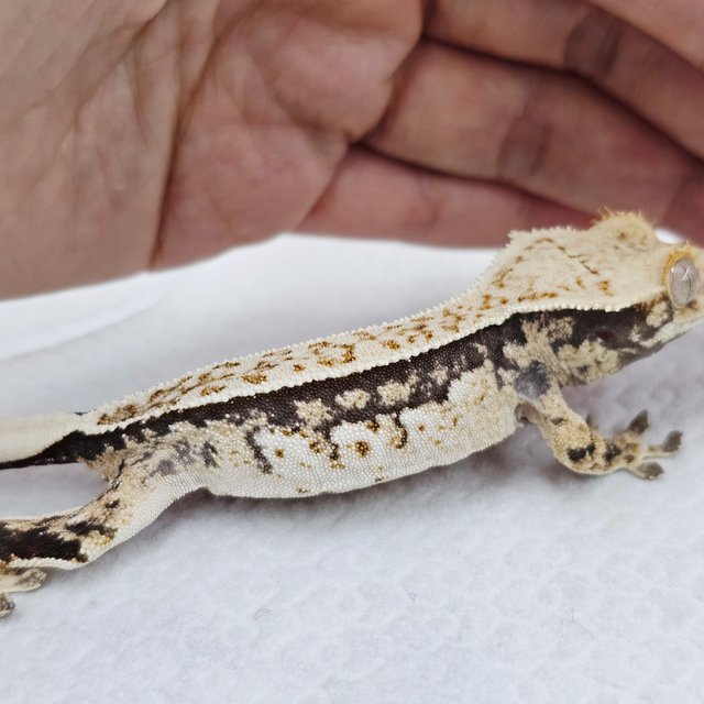 쿼드 풀핀 화이트