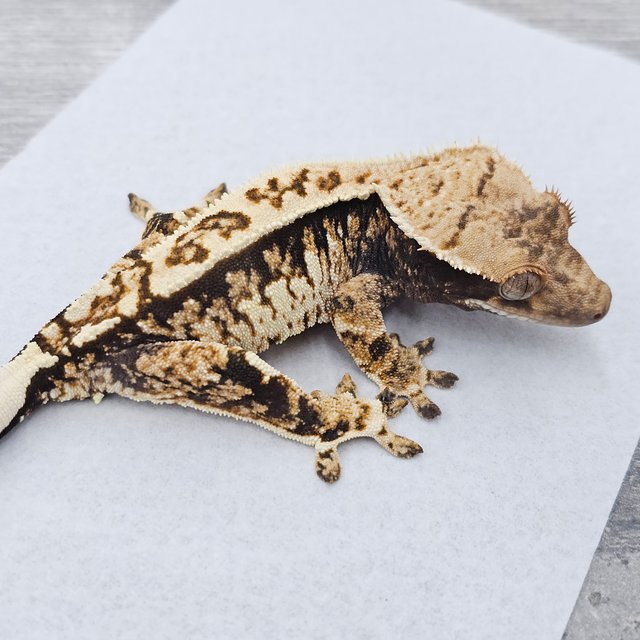 노멀 트라이 텐저린