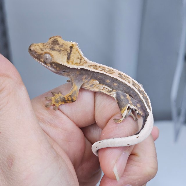 100% Het Axanthic Quad White Pin Full Pinstripe