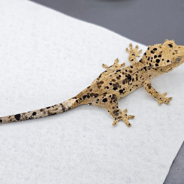 Super Dalmatian