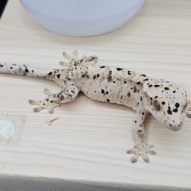 Super Dalmatian