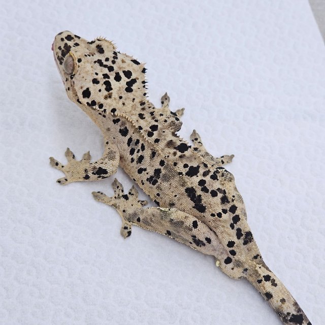 Super Dalmatian