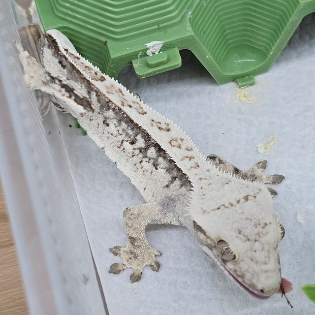 Normal White Spot Tri Full Pinstripe