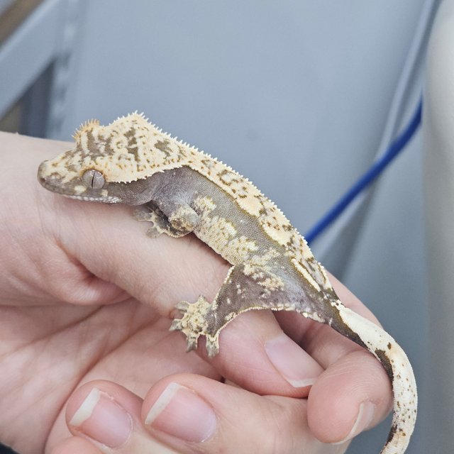 100% Het Axanthic White Spot