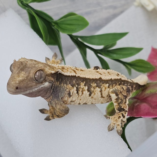 노멀 트라이 화이트스팟