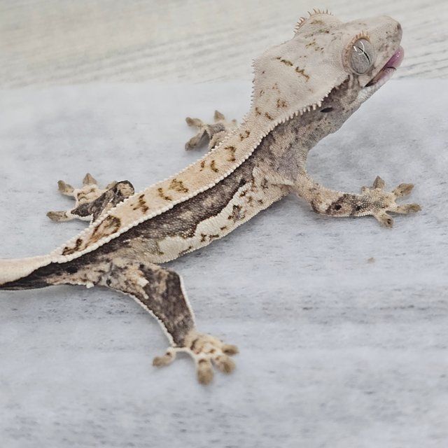 Normal White Full Pinstripe Quad