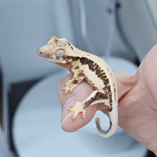 Lilly 100% Het Axanthic