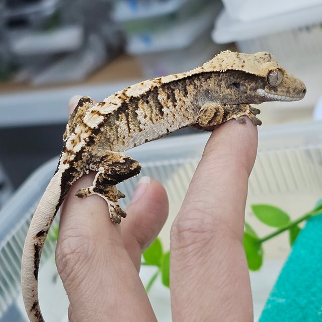 Normal Tri White Spot