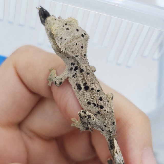 Super Dalmatian