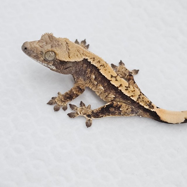 노멀 화이트스팟