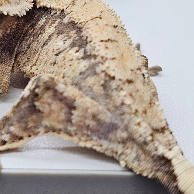 드리피 화이트스팟