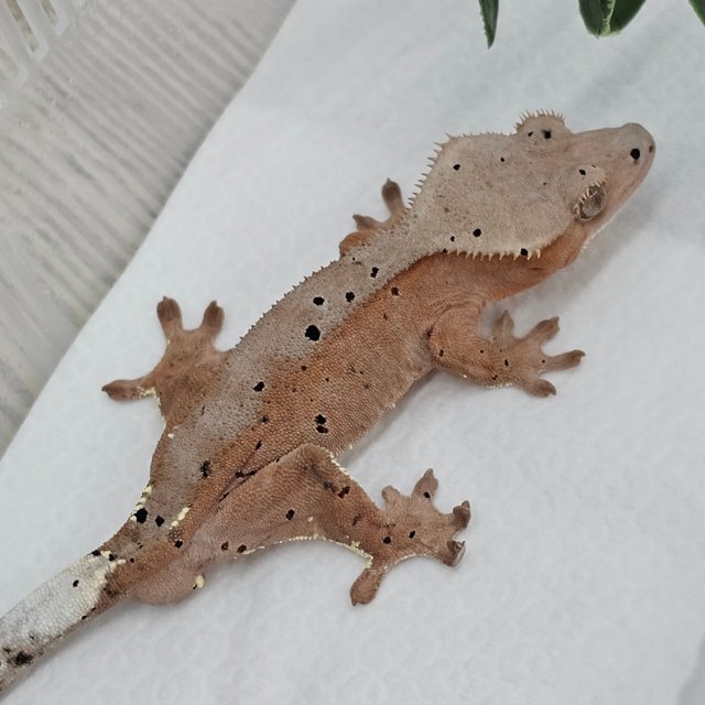 Red Super Dalmatian