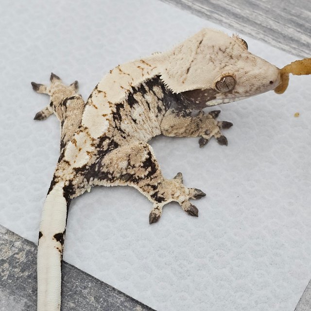 노멀 트라이 드리피 화이트스팟